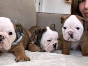 A long line of English bulldog puppies ready for their new home vet checked