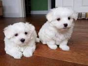 Teacup trained Maltese puppies
