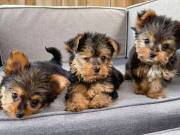 Very active 3 available chocolate tea cup size Yorkie puppies (321)351_7591 