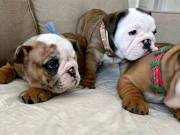 Super cute English bloodline bulldog(321)351-7591