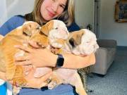 English bulldog babies are super cute and excited to go to their new homes