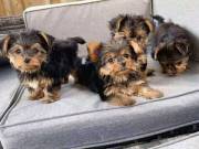 Very cute teacup size Yorkie puppies(321)351-7591