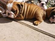 Terry home for English bulldog puppies available vet checked (321)351-7591