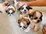 shih tzu puppies for adotion