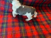 Adorable french bull puppies available for re-homing