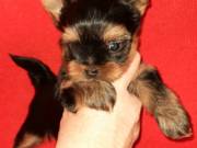 Magnificent teacup yorkie puppies