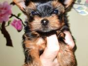 teacup yorkie puppies
