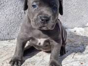 AMERICAN PITBULL  babies