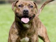 achat d’un Chiot Staffordshire Bull Terrier sur Lille