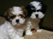 Lovely Teacup shih tzu Puppies For adoption