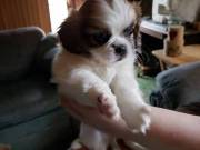 Lovely shih tzu Puppies For adoption.stevensonmaskman@gmail.com 