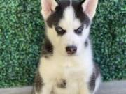 potti trained Husky puppies ready now. Text/call 951-744-0189