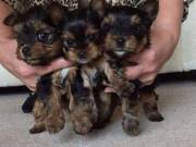 Adorable Pedigree Yorkie Puppies Text ‪(413) 461 07 48‬