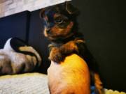 Adorable Pedigree Yorkie Puppies Text ‪(940) 290-2668‬