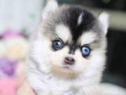 Pomsky puppies with excellent temperament 