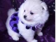 teacup Pomeranian puppies for pet lovers 