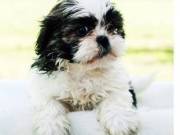 Very Playful and friendly Shih Tzu. TEXT: 615-285-9536