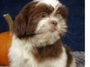 Two Amazing Cute Shih Tzu Puppies Male & Female for sale Text +1 615-285-9536