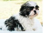 Charming Teacup Shih Tzu puppies for re homing Text +1 615-285-9536
