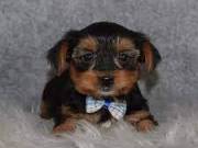 Cute Yorkie Puppies for adoption Text Us (209) 323-1954