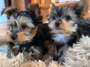 Text Us (209) 323-1954  Pretty T-Cup Yorkie Puppies
