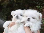 Two Amazing Cute Maltese Puppies Male & Female for re-homing   +1(405) 445-1011  