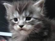 Maine coon kittens for sale.
