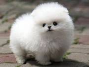Beautiful Pomeranian puppies Available