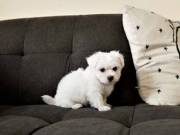 Nice and Healthy Maltese Puppies Available