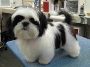 Awesome Teacup Shih Tzu Pups For Adoption.text ‪(702) 983-0804‬