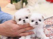 Charming Teacup Maltese puppies for re homing    +1(405) 445-1011 