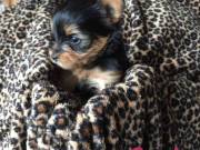  AKC Yorkshire Terrier Puppies
