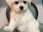 Two female and one male Maltese puppies  Text me at  (929) 336-3-7-4-0 