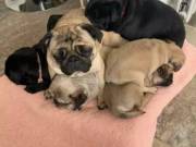 puglicious cuddled pugs
