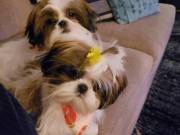 sweet shih tzu puppies 