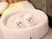 Show Quality Maltese pups.Re-homing vai +1‪(760) 486-2342‬