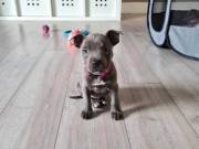 Likable Staffordshire Bull Terrier Puppies Ready