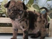  Buy Cheap Pug Puppies