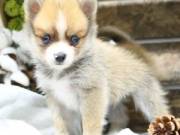 Adorable Pomerania puppy +1(469)4309367