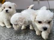 Very Sweet Charming Maltese Puppies +1(734) 335-0571