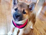 Shiba Inu puppies for adoption