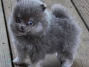 Adorable Pomerania puppy +1(469)4309367
