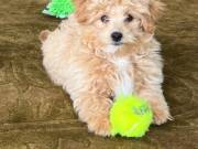  AKC Registered Puppies 