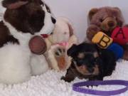 Beautiful teacup yorkie puppies available
