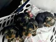Male And Female Yorkie Puppies.