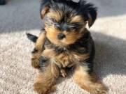 Teacup Yorkie Puppies Seek Loving Home