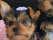 Beautiful Tiny Teacup Yorkie Puppies