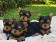 Male And Female Yorkie Puppies.