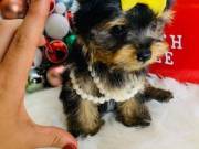 Male And Female Yorkie Puppies.