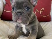 Excellent french bulldog puppies 9093007503